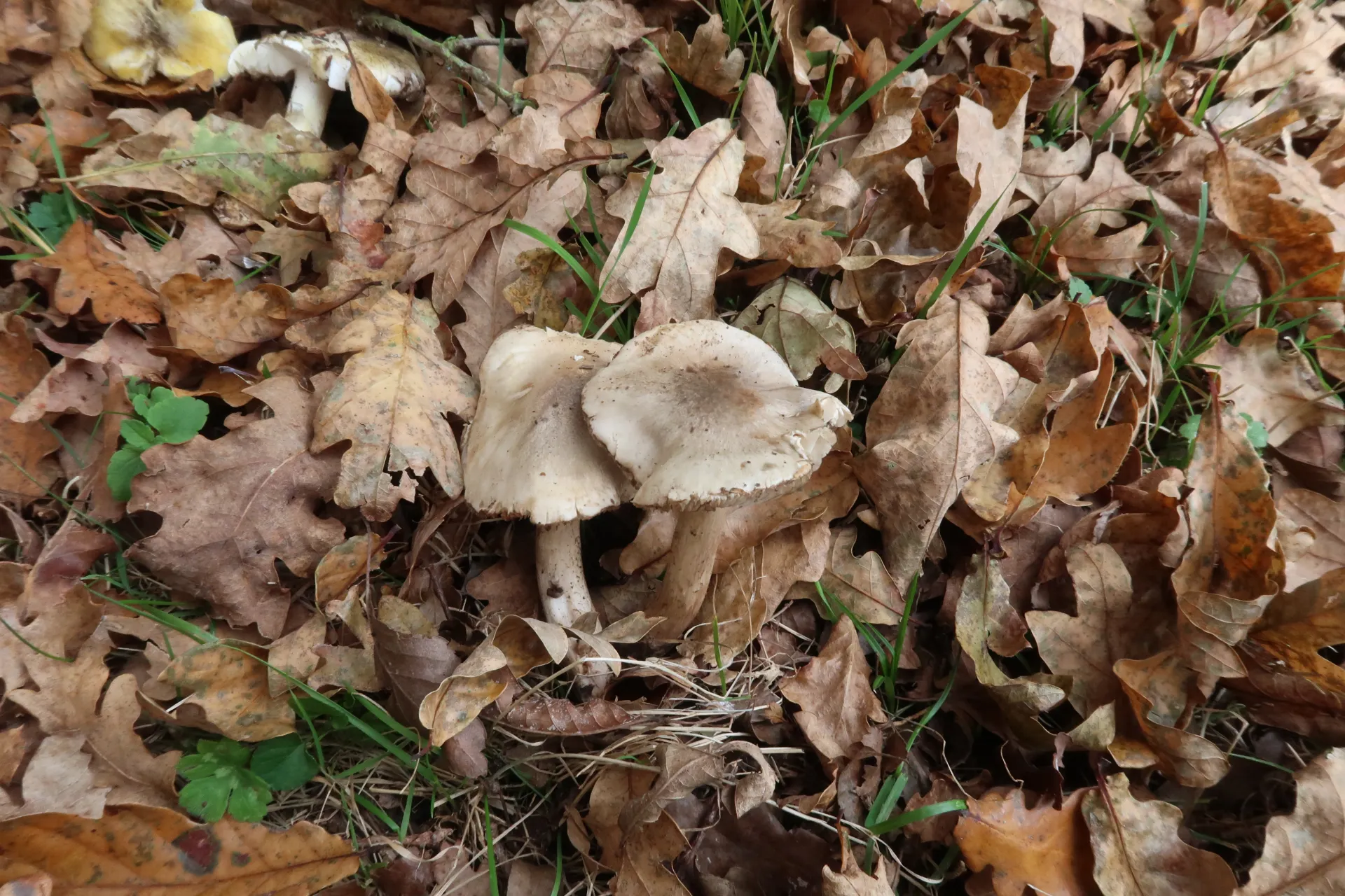 Tricholoma saponaceum - 1 - IMG_2248